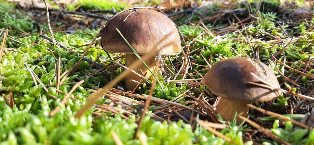 Domek Borsk Nad Samym Jeziorem Luaran gambar